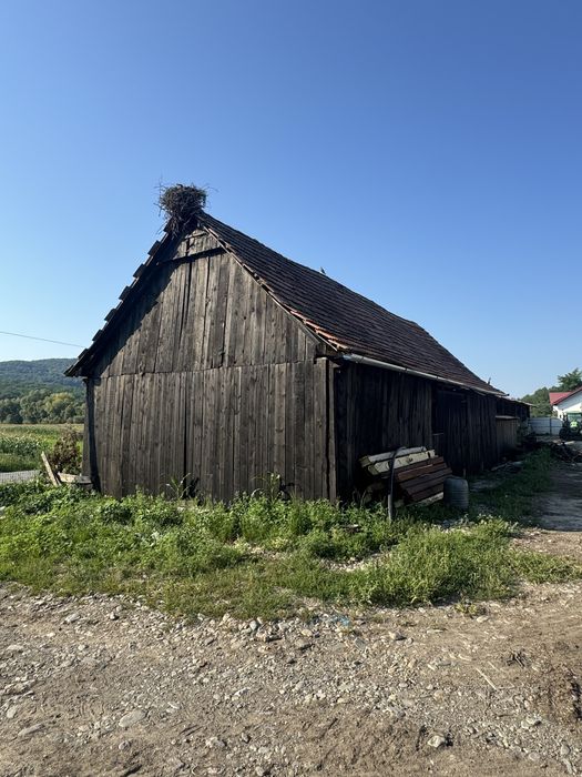 Vand sura de stejar si brad