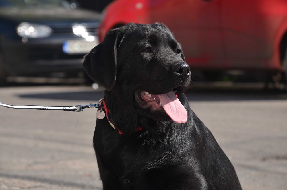 Femela neagra de Labrador Retriever cu Pedigree A, 6 luni