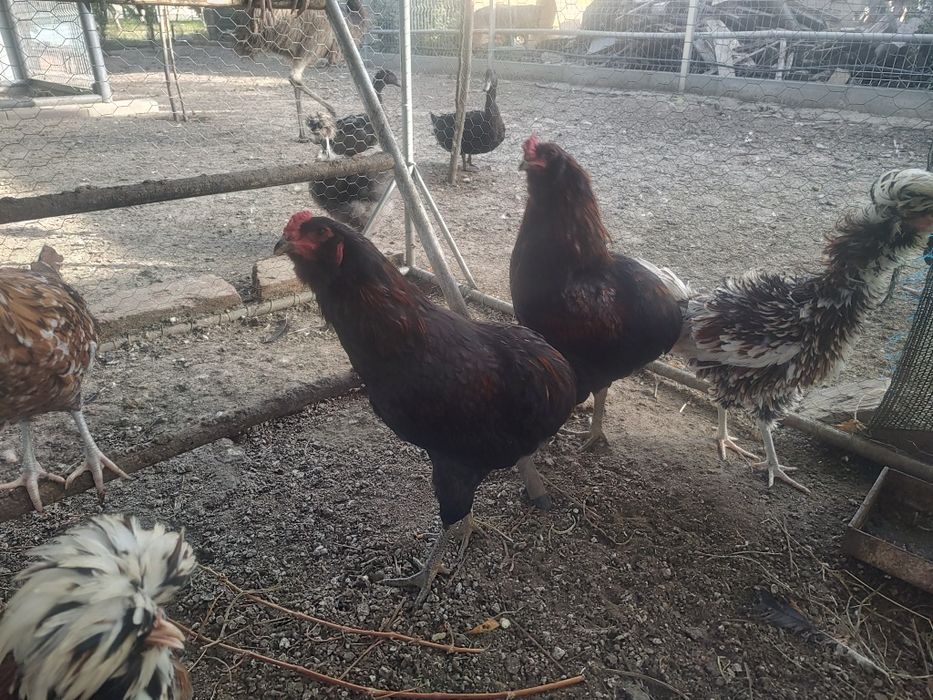 Vand cocosi diferite rase (Brahma, Araucana, Australorp, Marans)