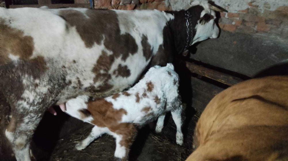 Vând  Vaca și vițel