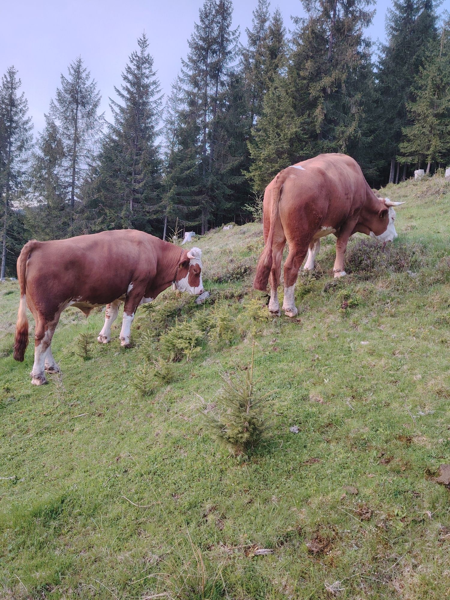 Vând junci/boi buni de lucru