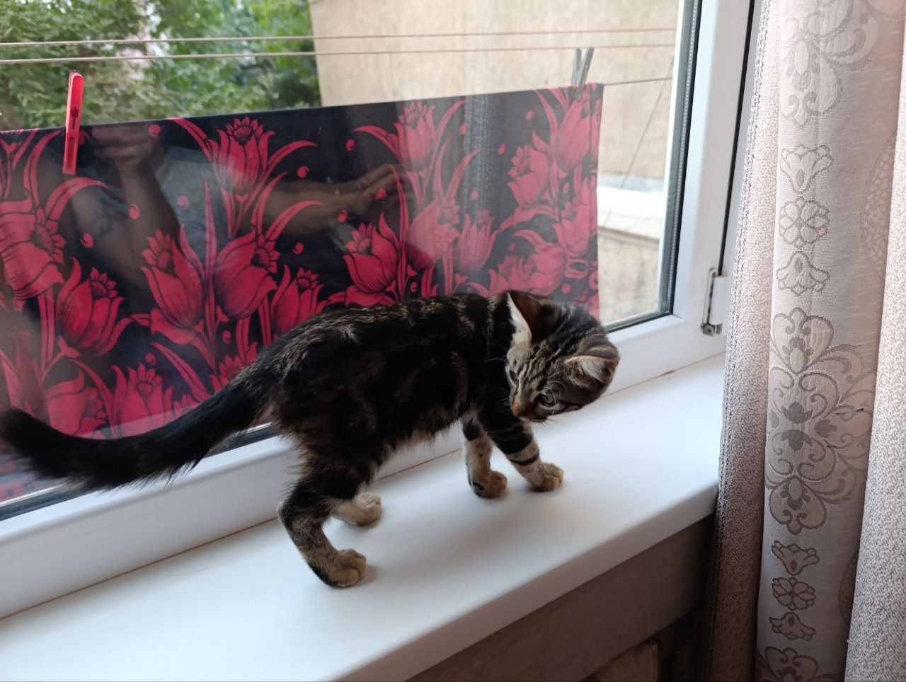 Отдадим милых котят
