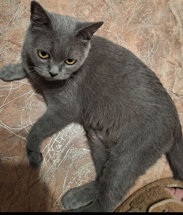 Очень красивая и умная девочка Марго  британкой породы