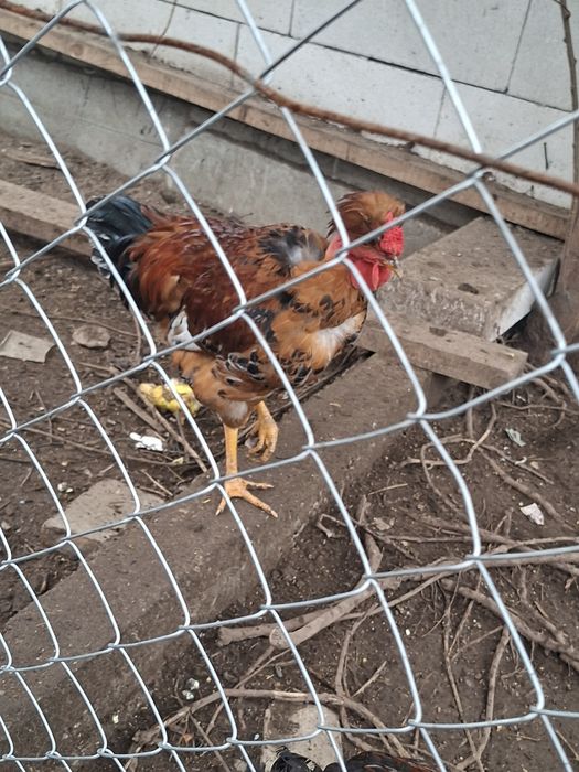 Cocoși garlejati cu mot