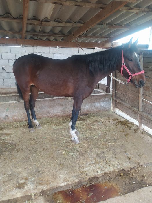 Таза қанды Буаз бие жорғасы бар