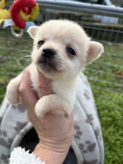 Чихуахуа пинчер мини