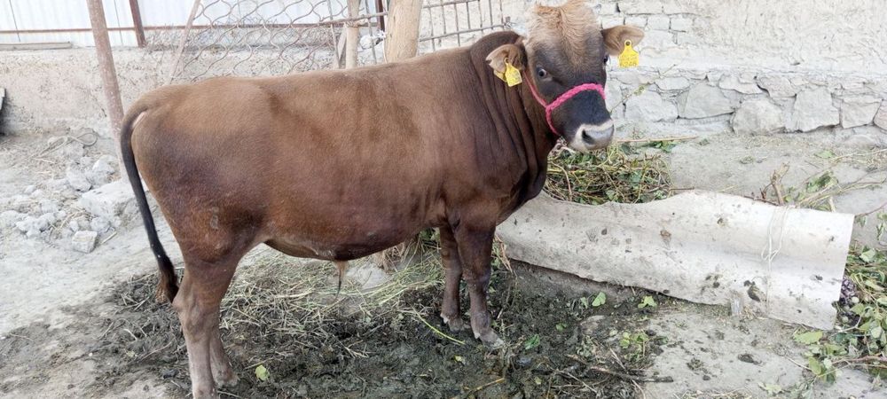 Buqacha sotiladi 18 mln so’m