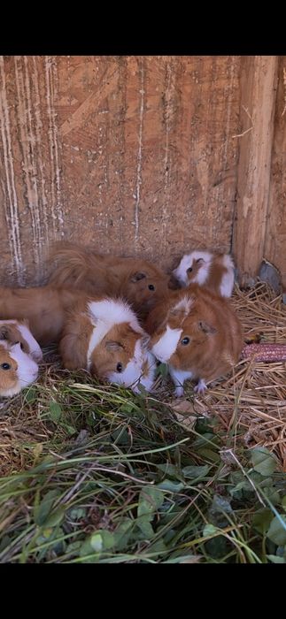 Porcușori de guineea