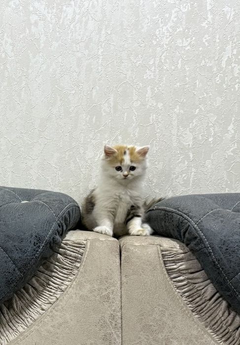 Mushukchalar hadiyaga