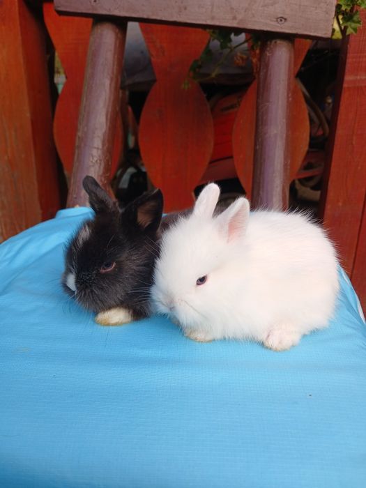 Iepurași pitici colorati