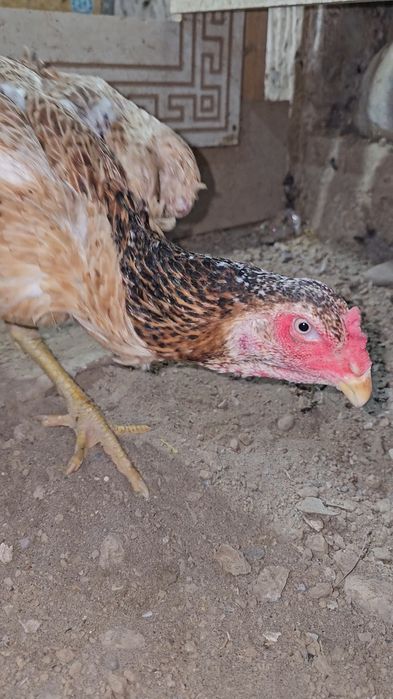 Nems o shamo privaznoy