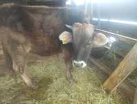 Продам корову 3 годовалый перва тёлка с телёнкам