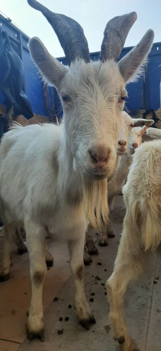 Козье молоко с доставкой на дом!