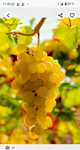 Struguri de vin producție 2025