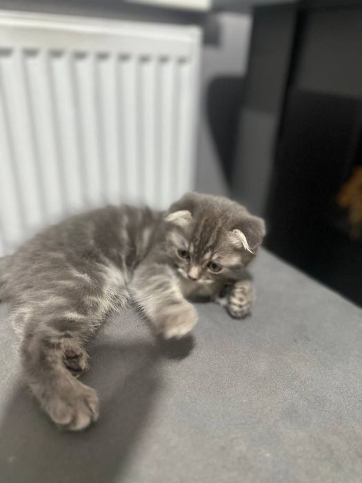 Котёнок девочка шотландская вислоушка