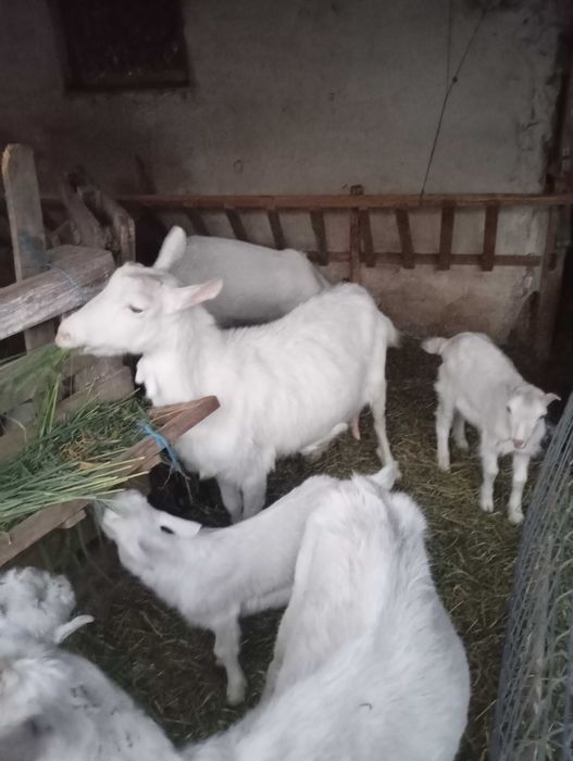 Vând capre albe de banat