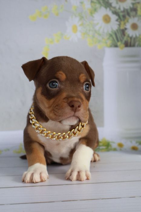 Булли щеночки готовы к переезду