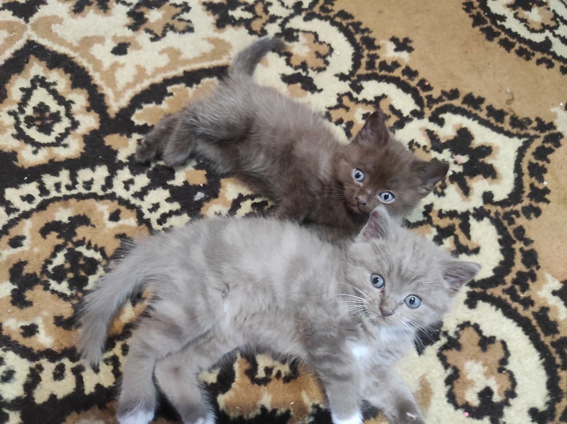 Отдам котят в добрые руки