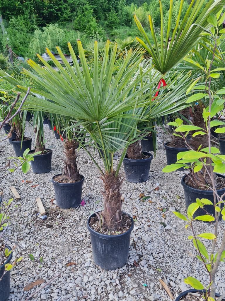 Palmieri trachycarpus fortunei rezistent la frig -18C