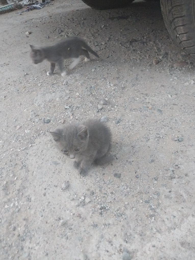 Котенок 4 штуки бесплатно