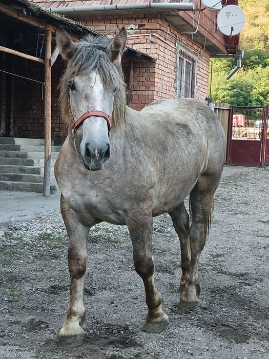 Vând mânză semii grea