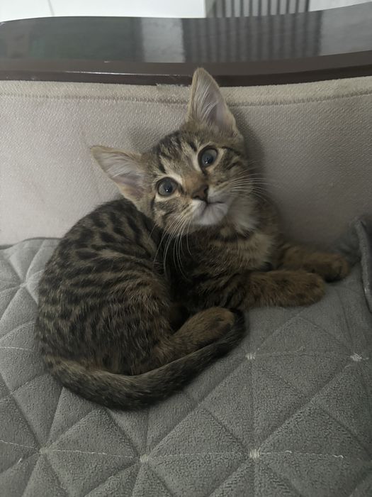 Отдам даром катенка