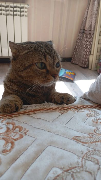 Отдам бесплатно вислоухая кошечка