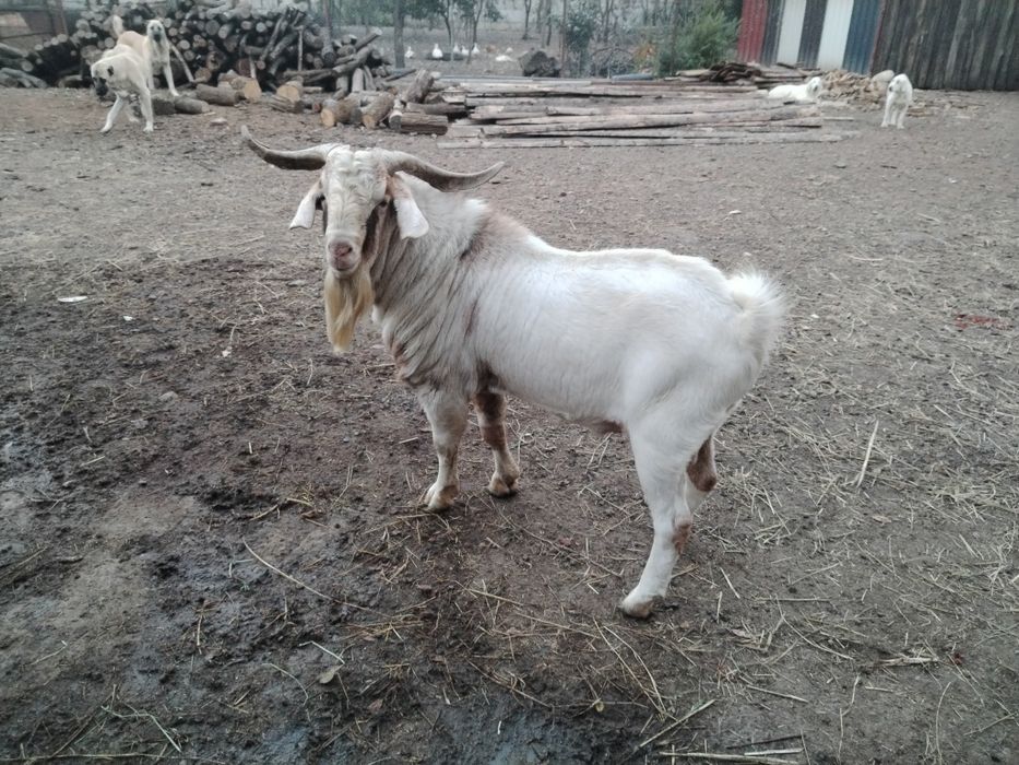 Vând/Schimb țapi boer