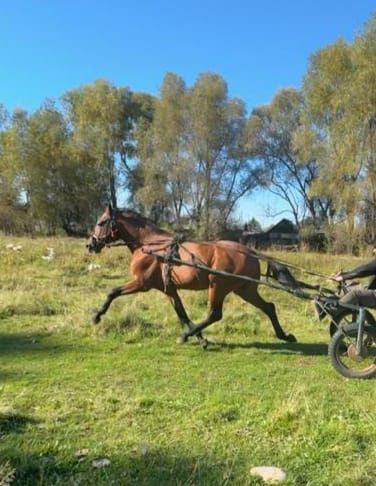 Продою иноходца жирибца