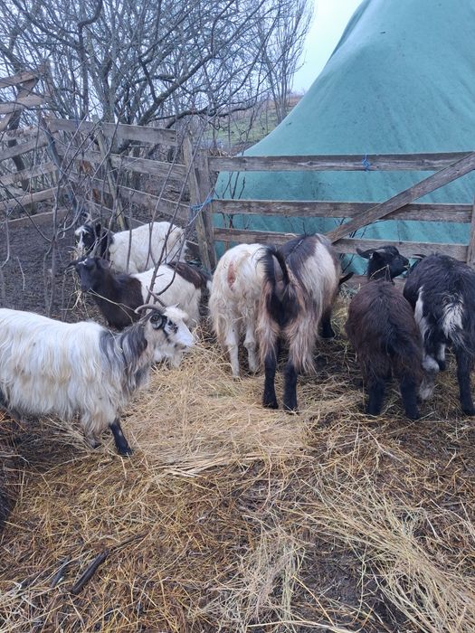 5 Capre si un tzap de vanzare