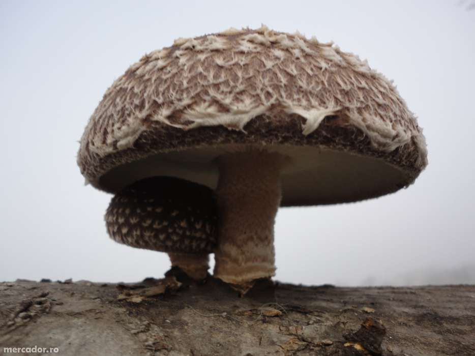 Ciuperci Shiitake pe butuci