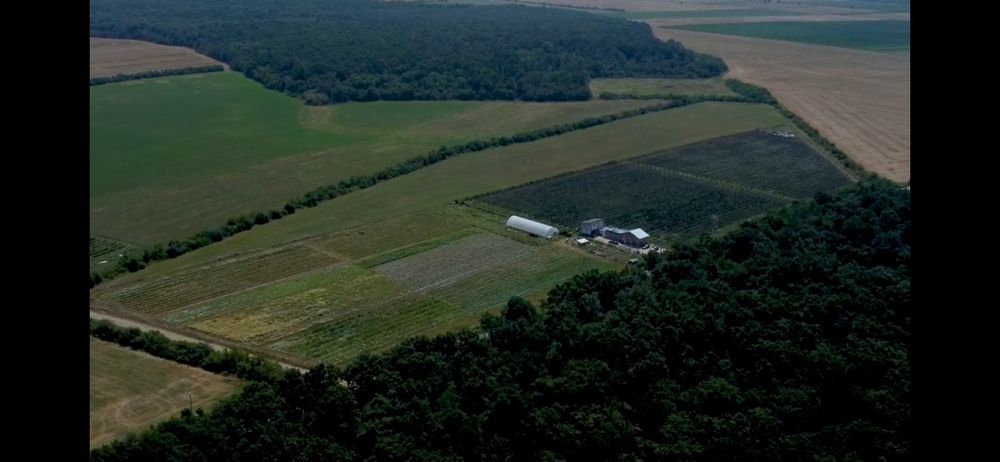 Afacere plantatie fructe