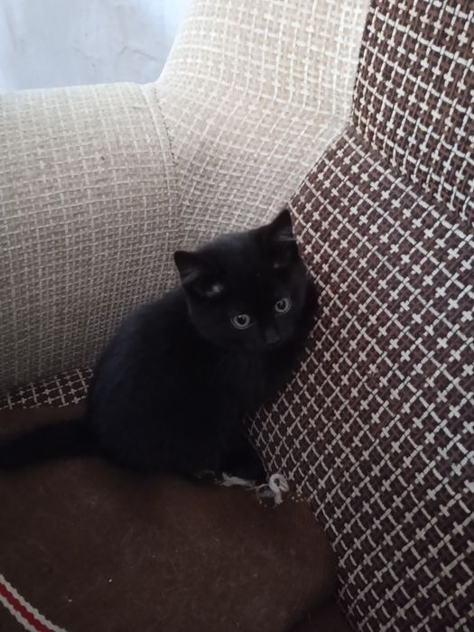 Котята от родителей крысоловов