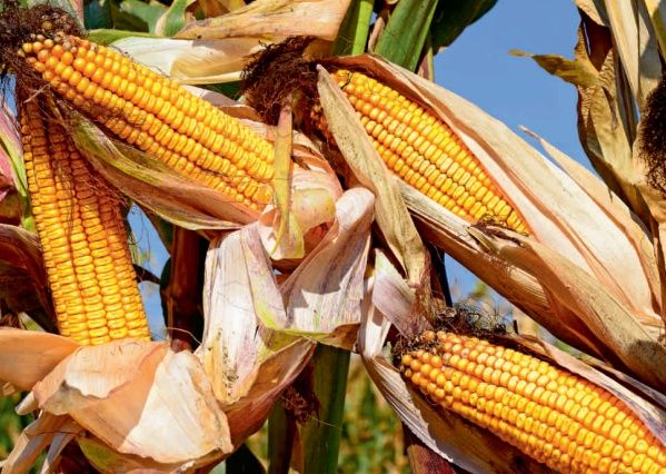 Graunțe,porumb recolta 2025