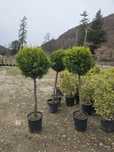 Photinia Red evonimus ilex bila tuia