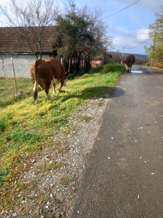 Vaca de vânzare  gestanta