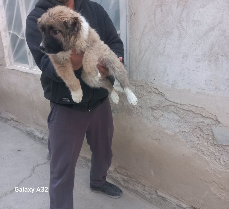 Кавказский щенок сотилади