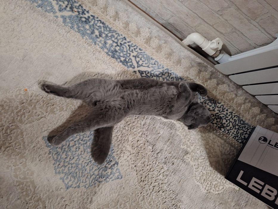 Скоттиш фолд, огил бола