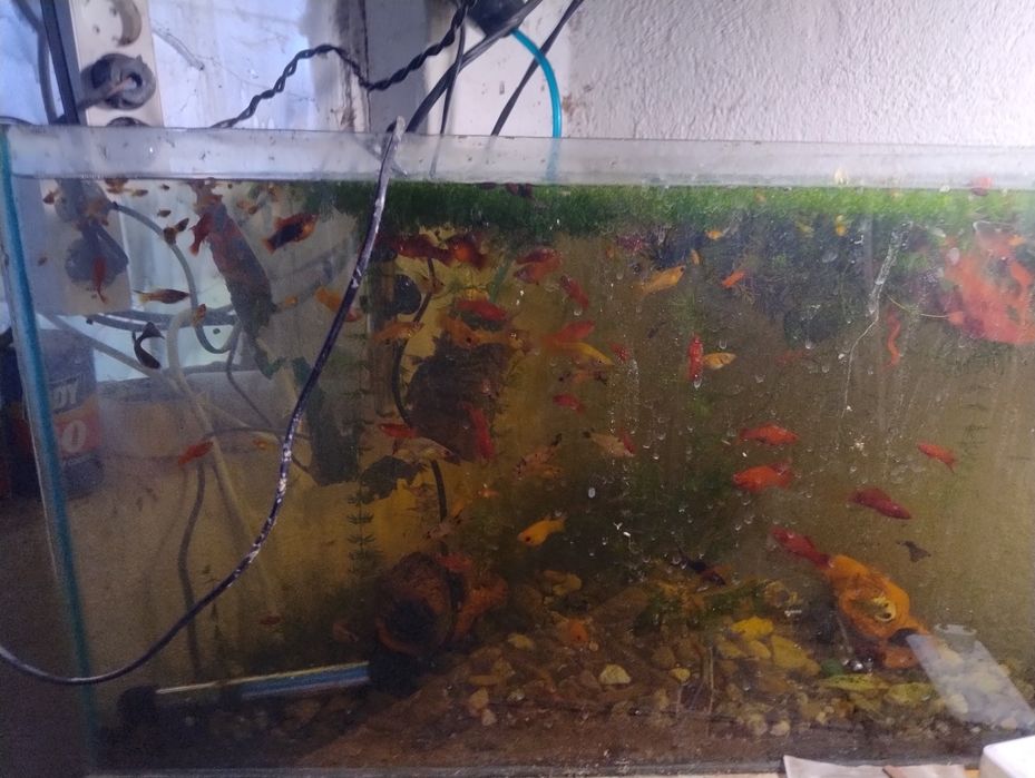 2 аквариума с риби