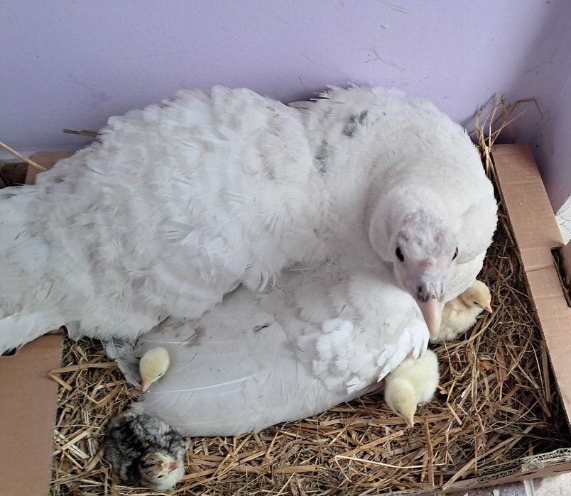 Curci și curcani românești, de anul acesta