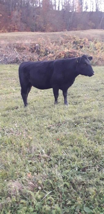 Vaca angus cu certificat de origine si o vitea.