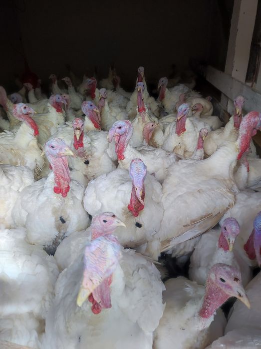 Vând curcani de carne