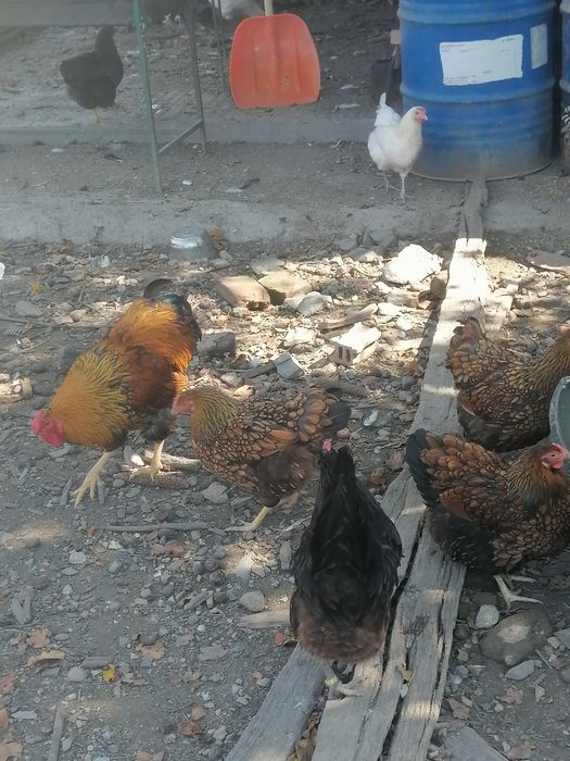 Găini wyandotte GSG