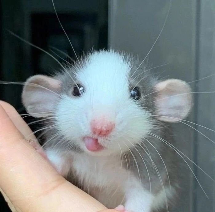 Крысята породы “Dambo”