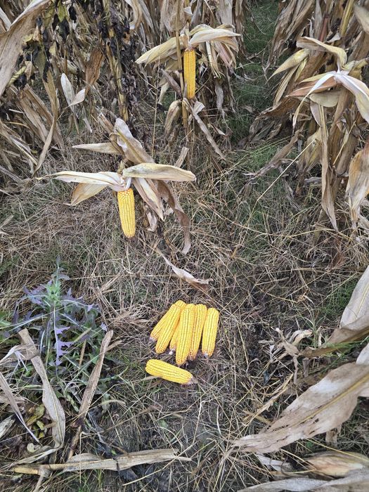 Porumb știuleți KWS