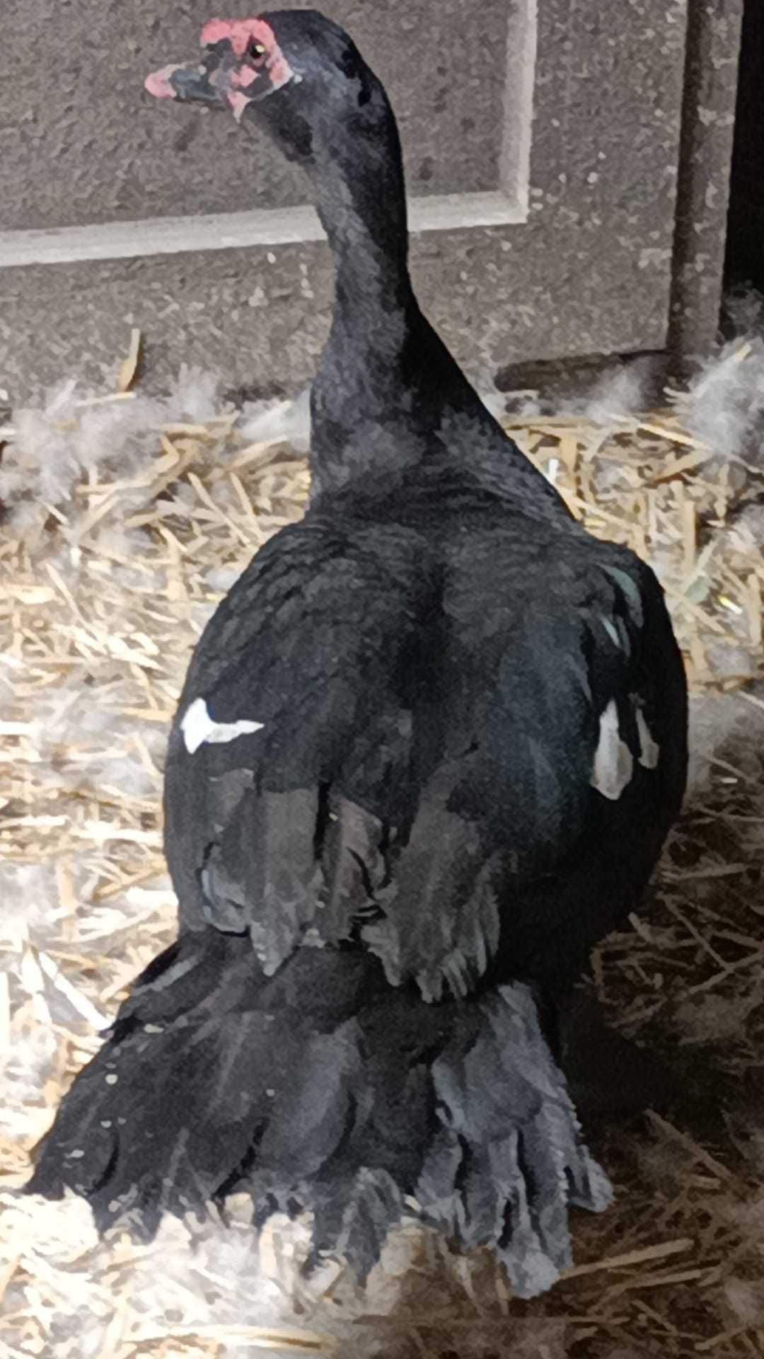 Boboci rata leseasca.