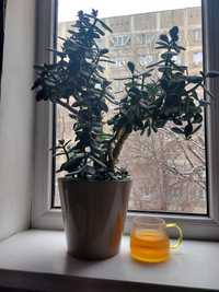 Комнатное растение Крассула "Денежное  дерево". Богатейте.