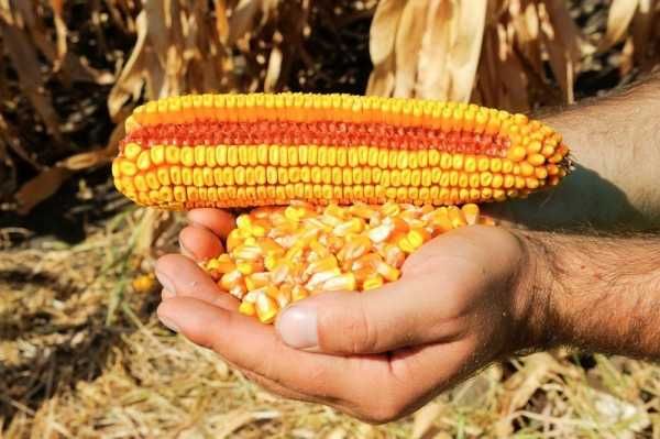 Vand porumb boabe Kawees Kasmir