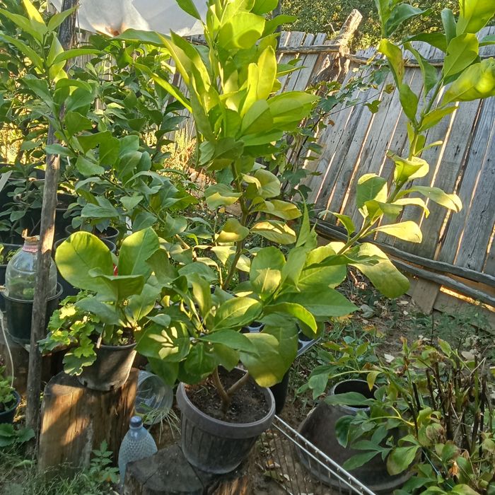 Vând dafinii și niște lamai (citiți descrierea)!!