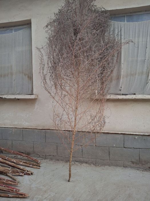 Hovli supurgi ховли супиргы веник